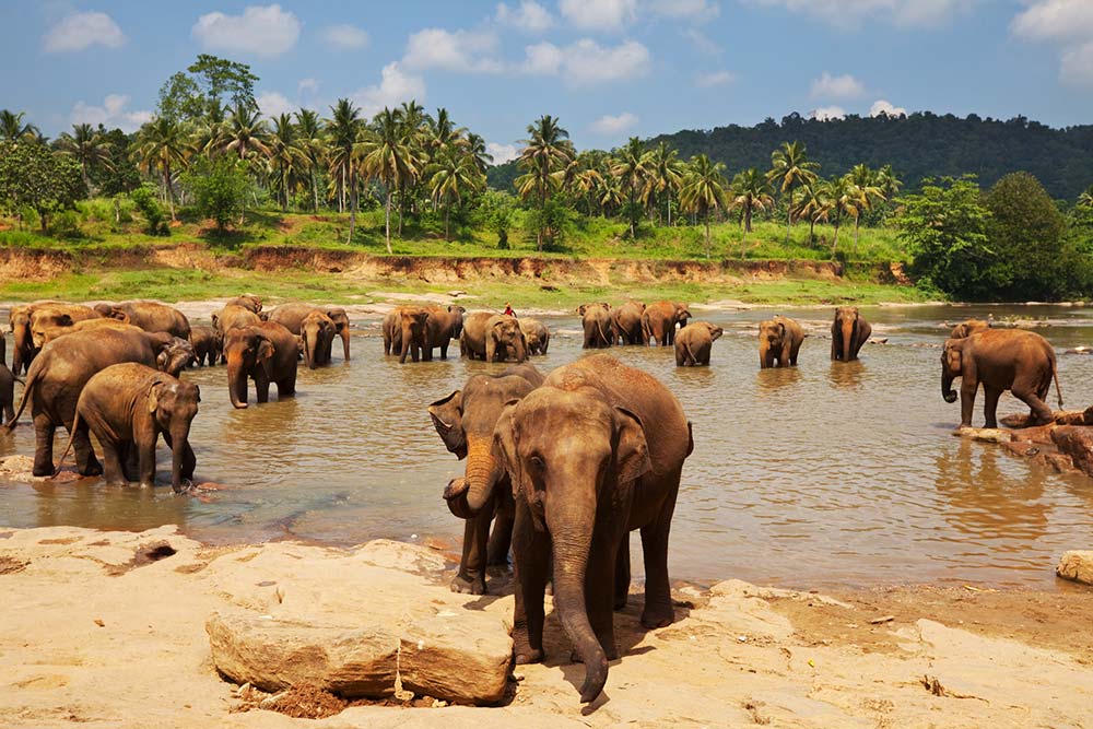 Elephants in Sri Lanka
