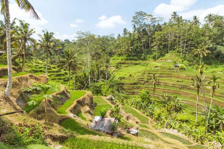 Tegalalang Rice Terrace in Ubud Bali