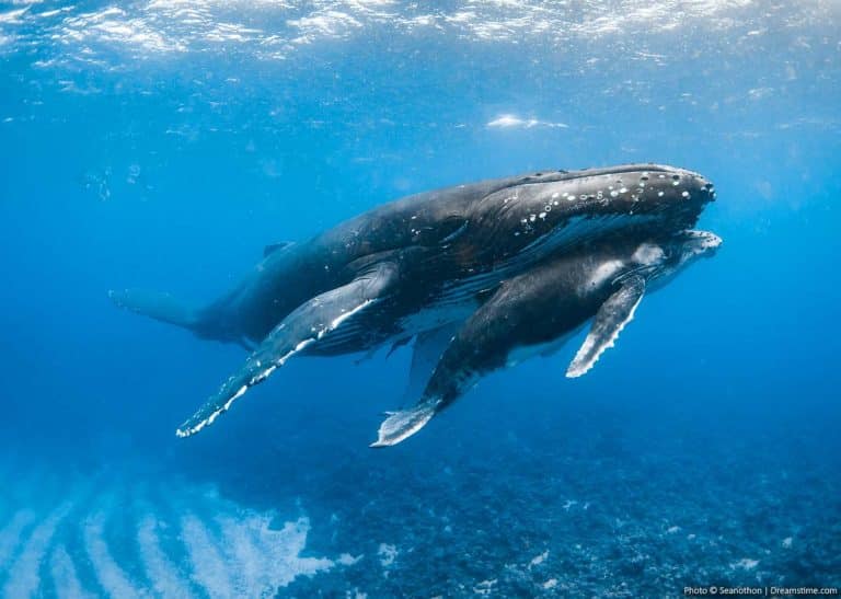 Humpback Whale in Tonga