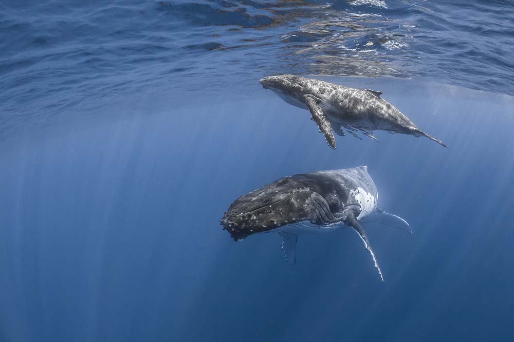 Underwater views of humpback whale