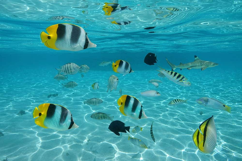 Tropical fishes in French Polynesia