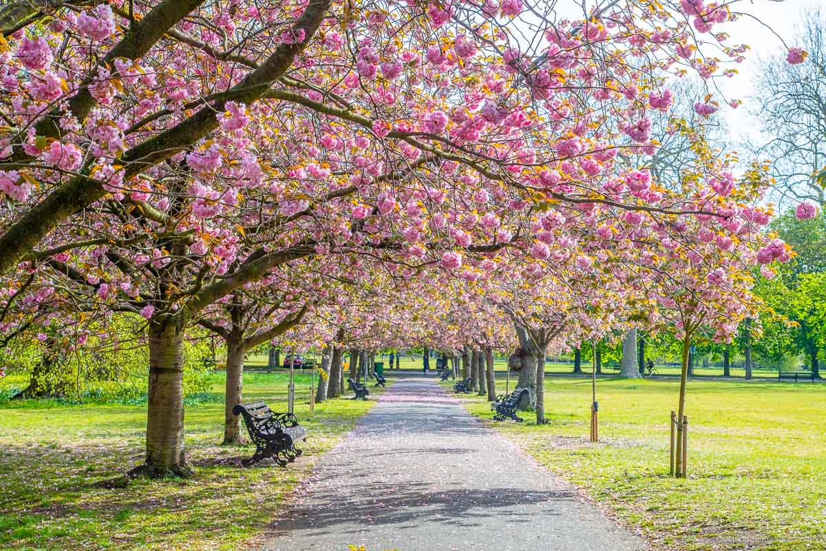 Pretty cherry blossom trees in London in the Spring