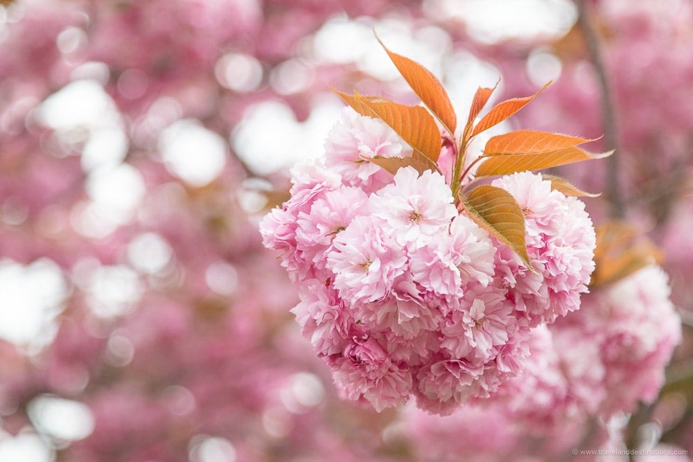 Closeup to spring blossoms