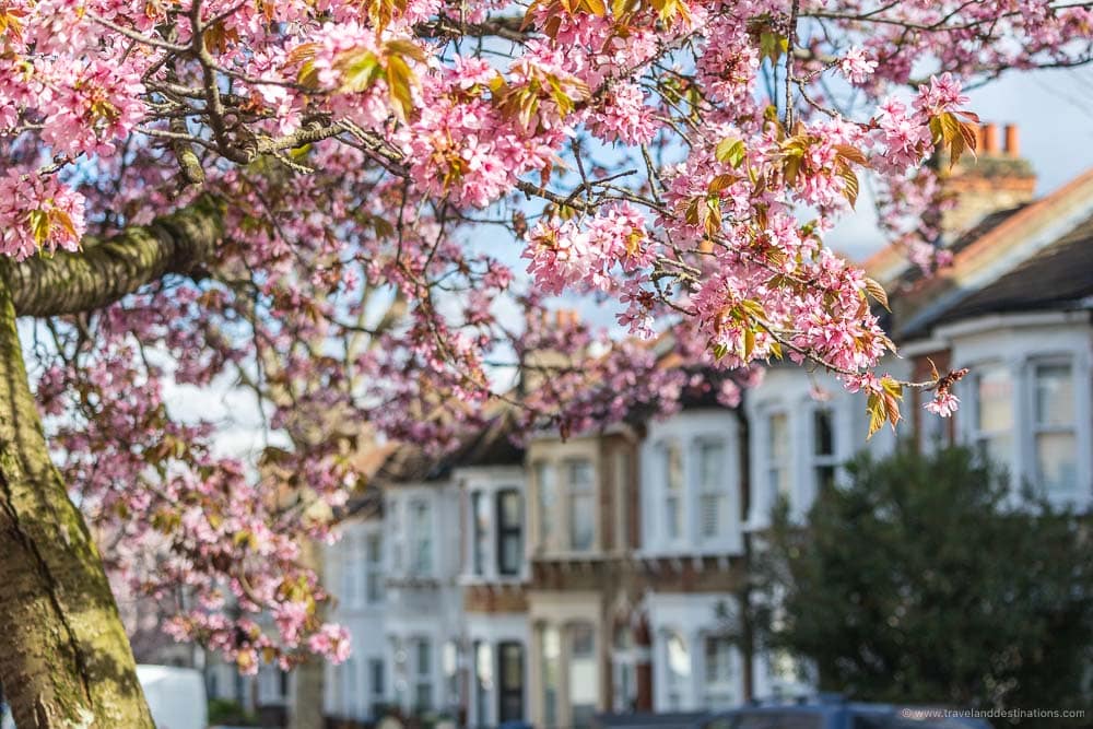 Colourful trees along streets in London in the spring